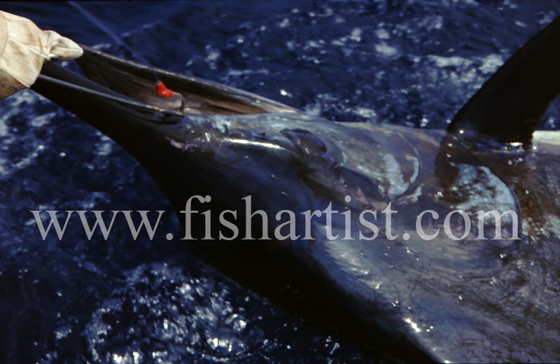 Marlin Head. - Marlin Fishing.