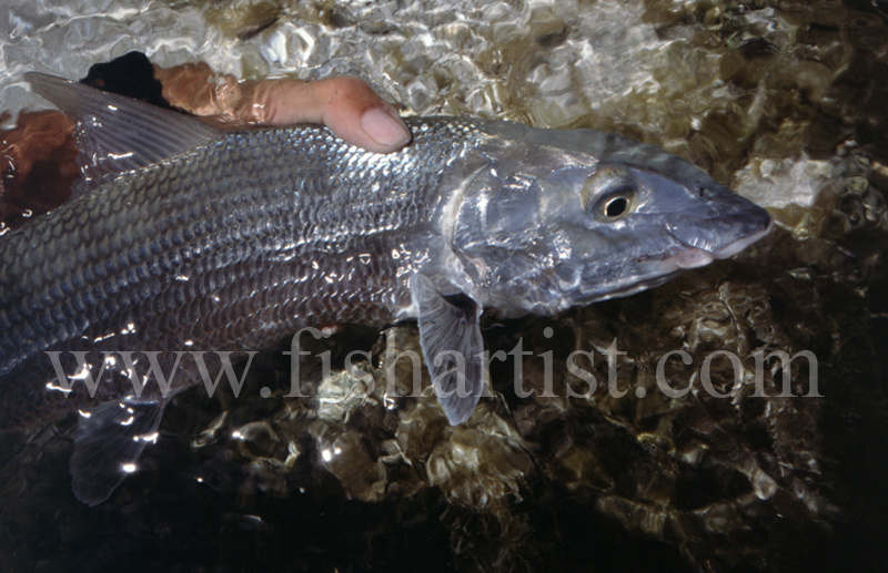 Closeup Bonefish. - Bonefish & Tarpon.