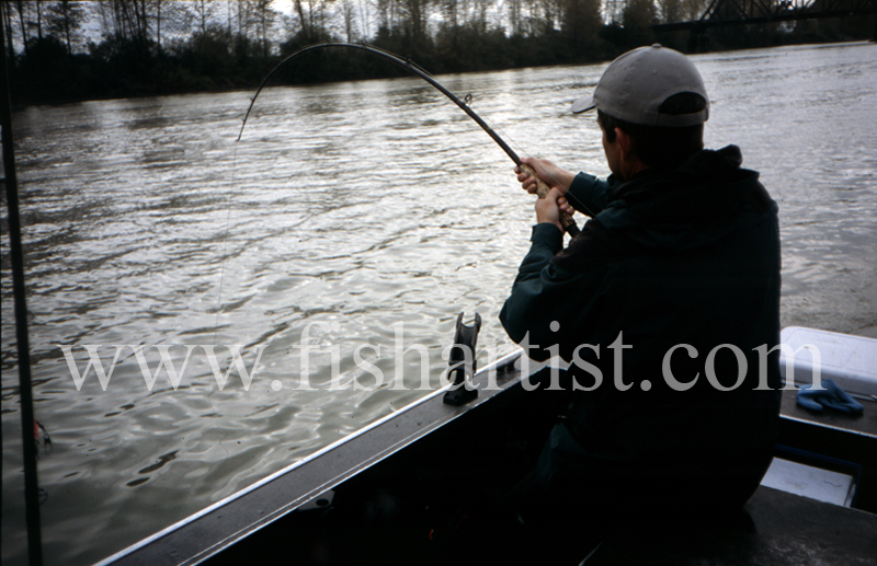 Hang On! - Sturgeon of the Fraser River.