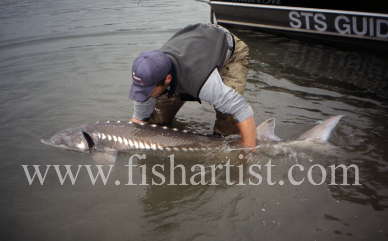 Recovering Sturgeon. - Sturgeon of the Fraser River.