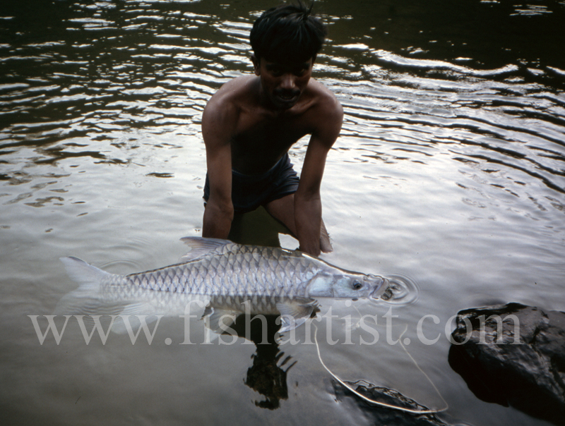 Silver Mahseer with Guide. - Mahseer Fishing India.