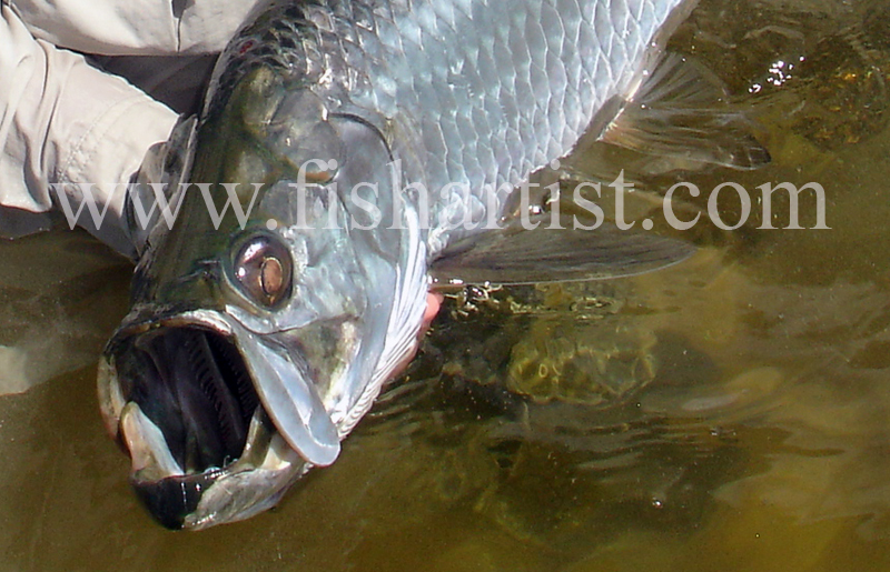 Tarpon Head. - Bonefish & Tarpon.