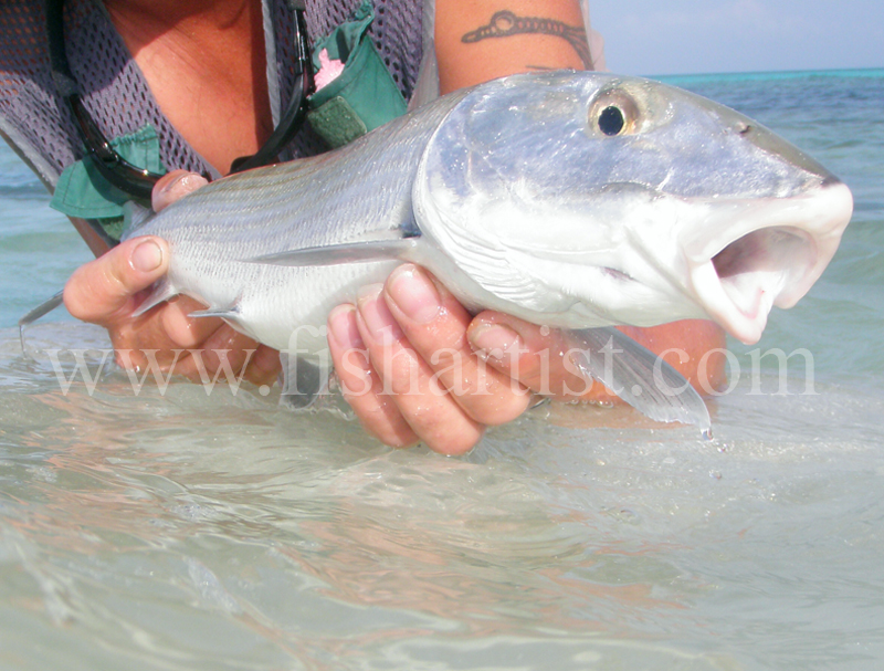 Bonefish Photo 2010. - Bonefishing 2010.