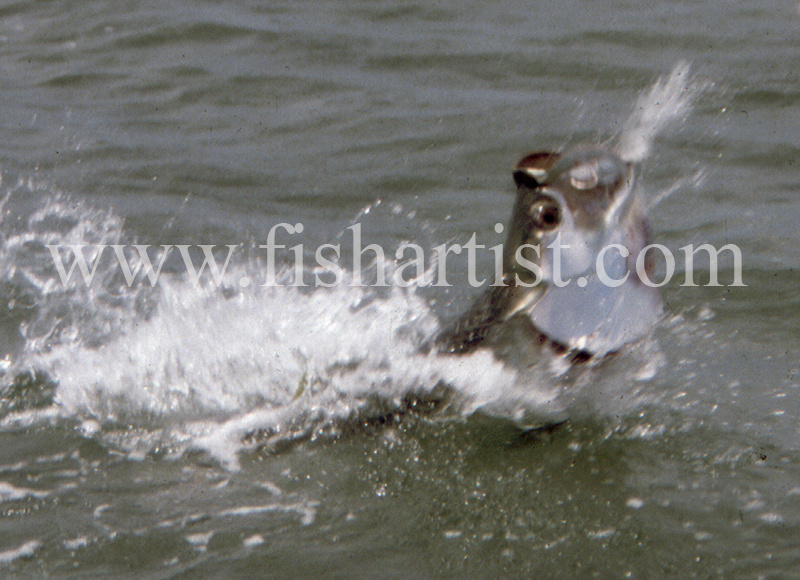 Fighting Tarpon. - Bonefish & Tarpon.