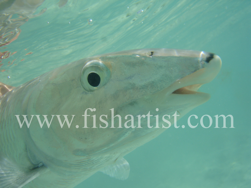 Bonefish Photo - Frightened Eye. - Bonefish & Tarpon.