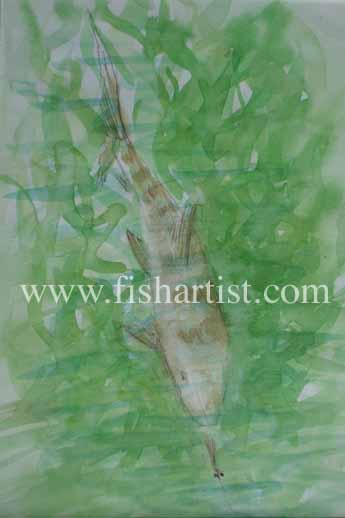 Bonefish Chasing a Fly. - Fish Art for Fishermen.