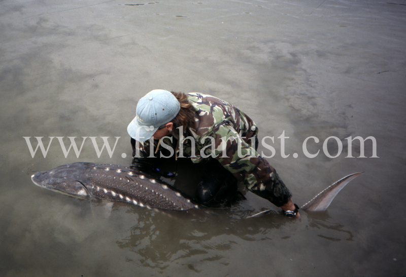Sturgeon - Release. - Sturgeon of the Fraser River.