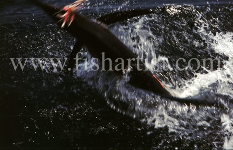 Leaping Stripped Marlin. - Marlin Fishing.