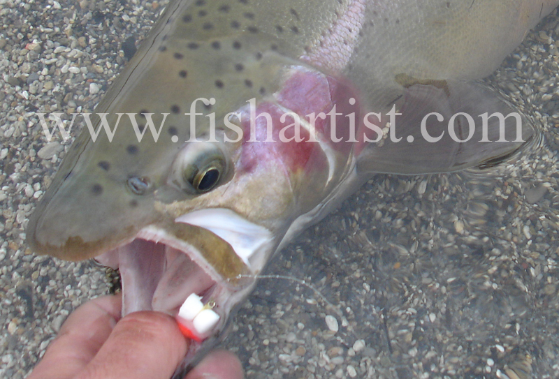 Heave & Leave. - Trout Fishing - Taupo New Zealand.
