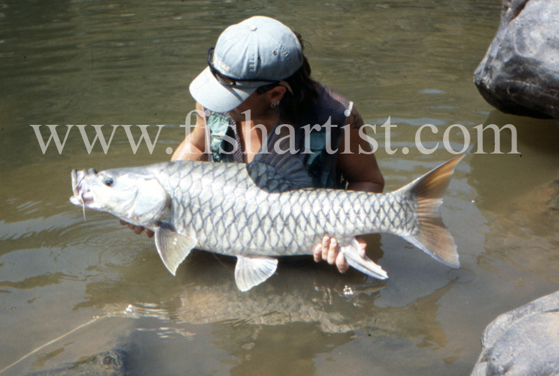 40lb Golden Mahseer. - Mahseer Fishing India.