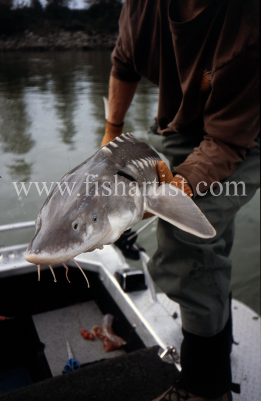 Baby Sturgeon. - Sturgeon of the Fraser River.