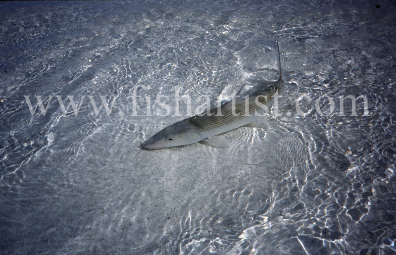 Shallow Water Bonefish. - Bonefish & Tarpon.