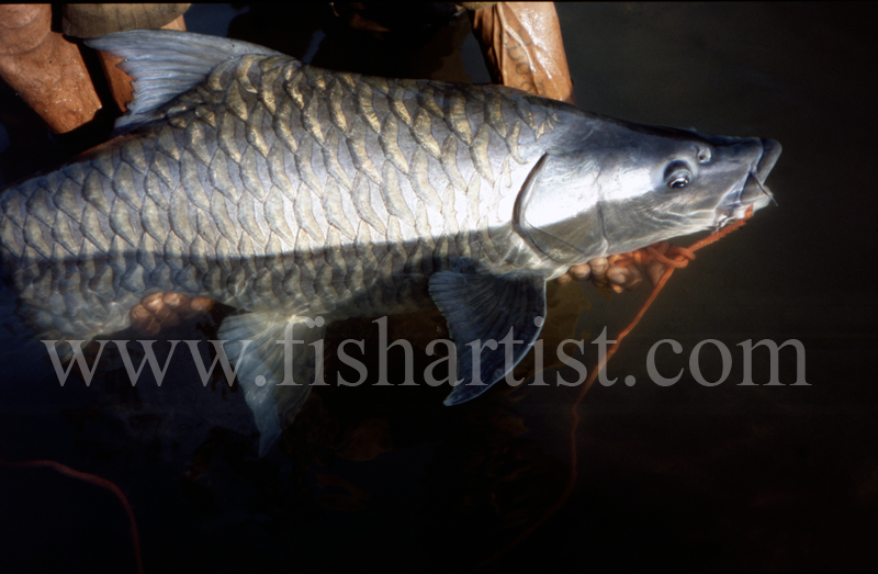 Mahseer Closeup. - Mahseer Fishing India.