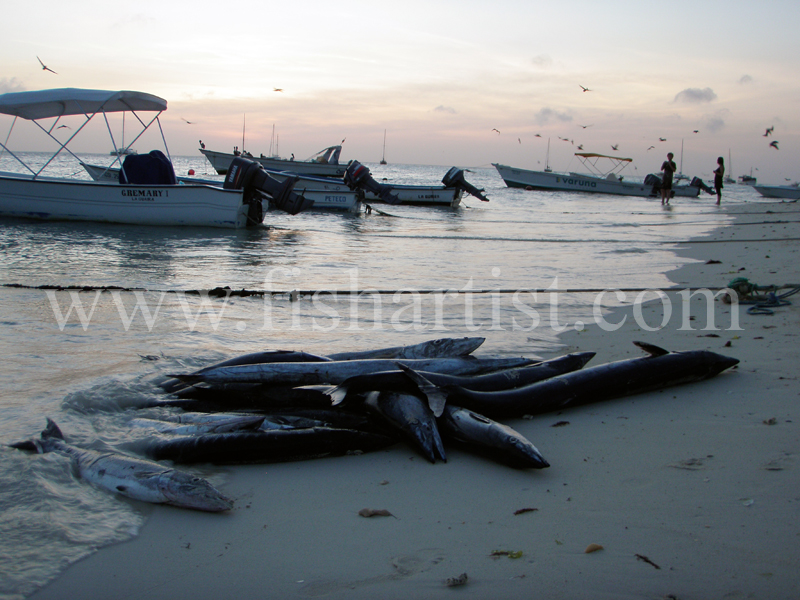 Barracuda and Wahoo Catch 2010. - Bonefishing 2010.