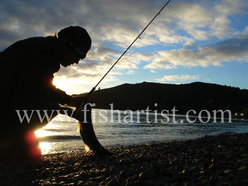 Dawn Caught Trout. - Trout Fishing - Taupo New Zealand.