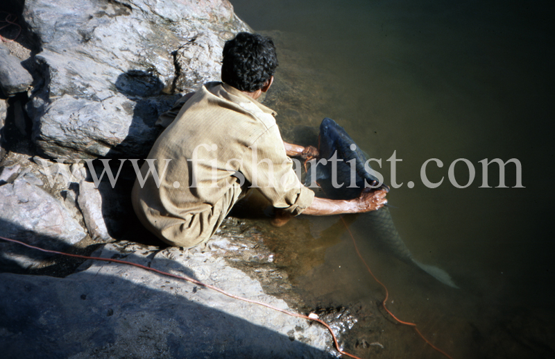 Recovering Mahseer. - Mahseer Fishing India.