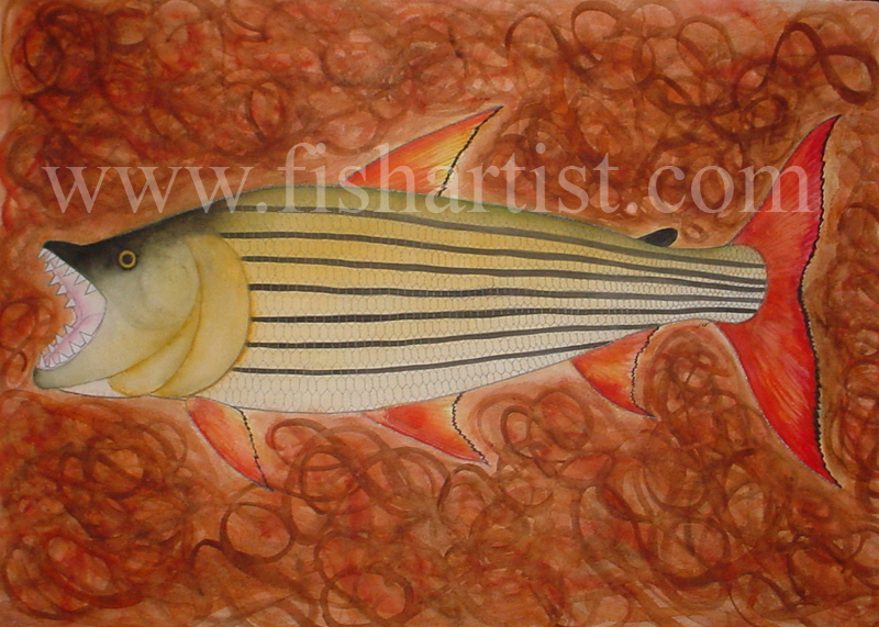 Tigerfish - Zimbabwe. - Fish Art for Fishermen.