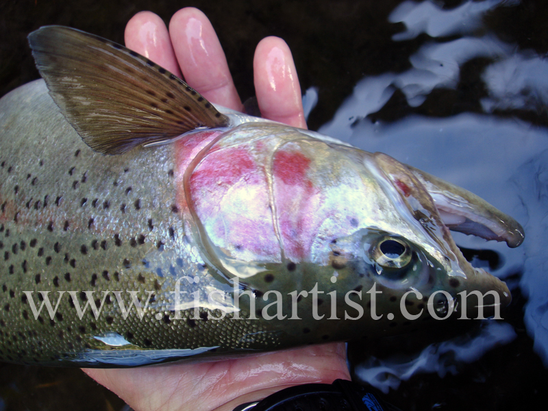 Pretty Jack. - Trout of the Tongariro River.
