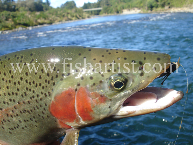 Tongariro & Trout. - Trout of the Tongariro River.