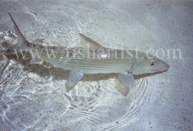 Wild Bonefish. - Bonefish & Tarpon.
