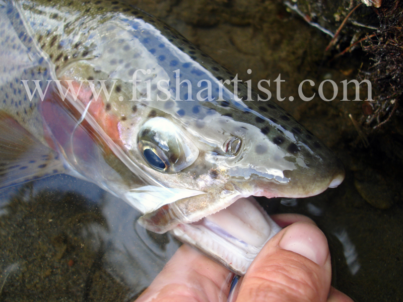 Trout Head. - Trout of the Tongariro River.