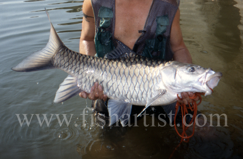 45lb Silver Mahseer. - Mahseer Fishing India.