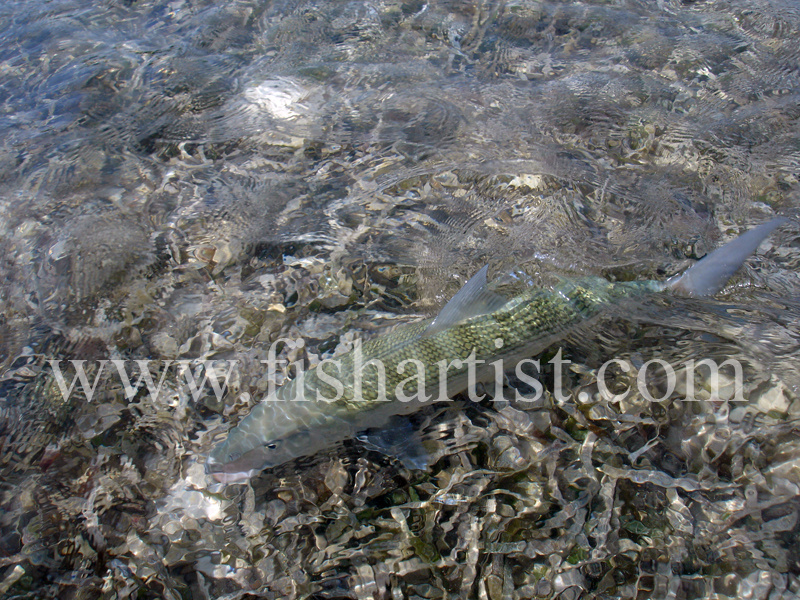 Bonefish Photo - Blending In. - Bonefish & Tarpon.