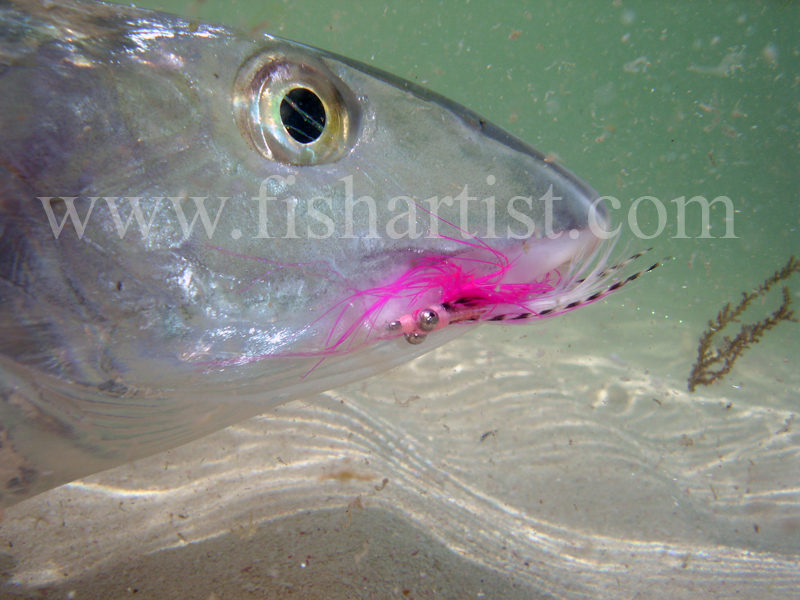 Underwater Bonefish. - Bonefish & Tarpon.