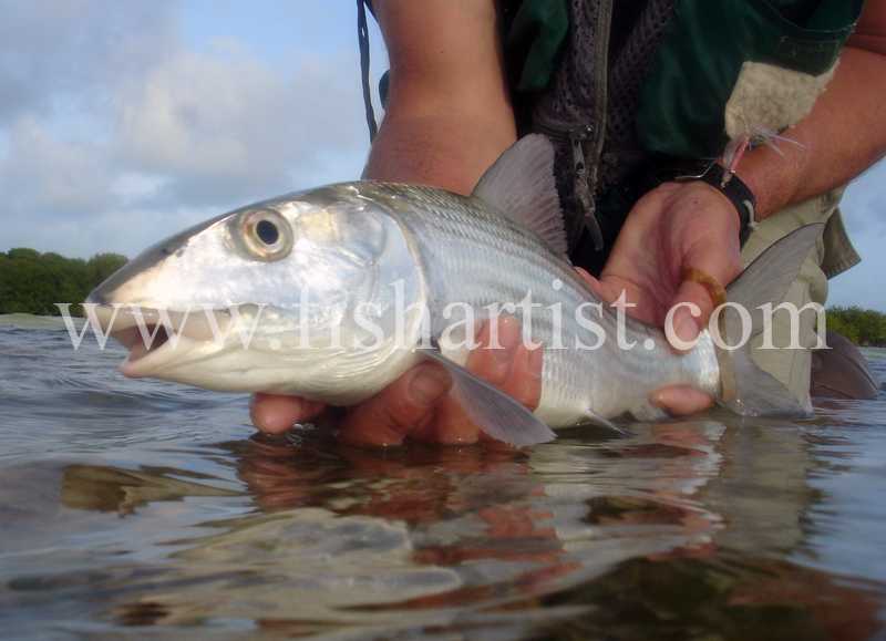 Bonefish Photo - Head On Release. - Bonefish & Tarpon.