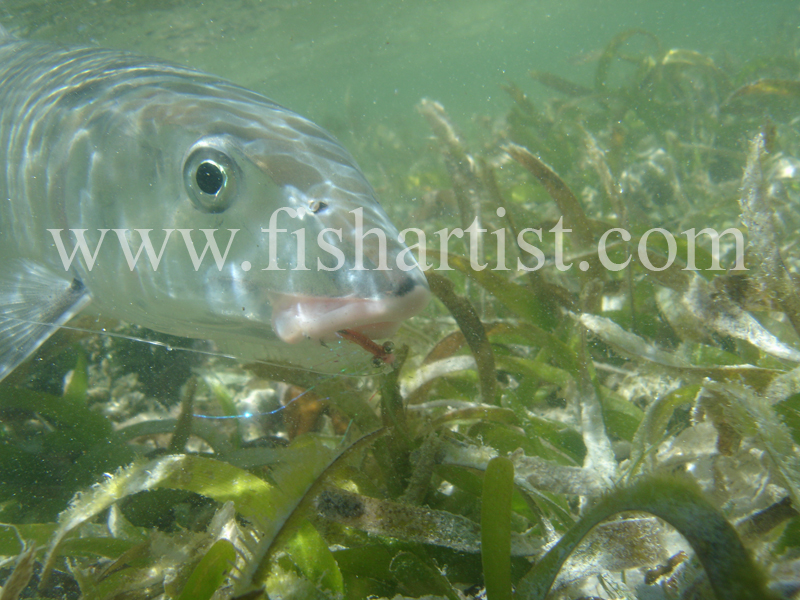 Bonefish Photo - Relections on Seagrass. - Bonefish & Tarpon.