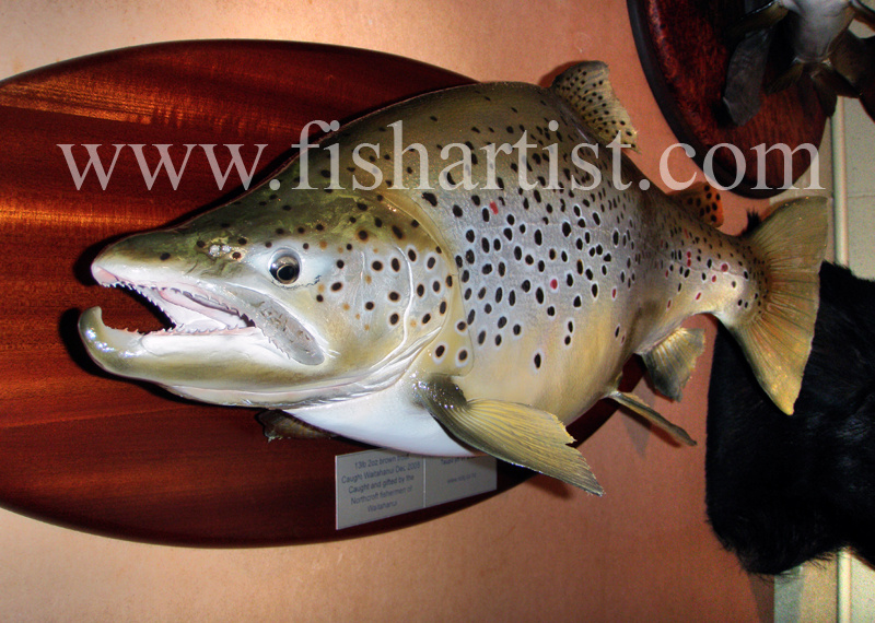 13lb 2oz Waitahanui Jack Brown Trout. - Trout Fishing - Taupo New Zealand.