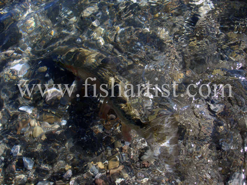 Camouflage Taupo Trout. - Trout Fishing - Taupo New Zealand.