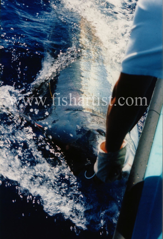 1000lb Blue Marlin - Maderia. - The Fish Trophy Room.