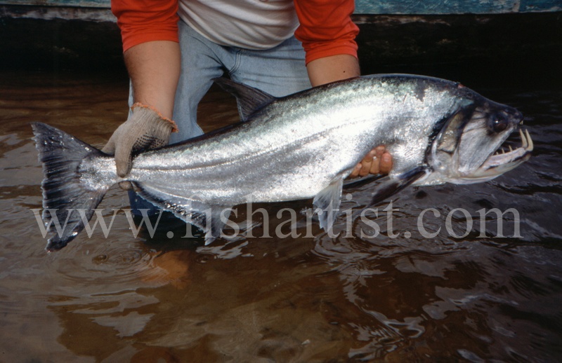  - Payara of the Amazon Rivers.