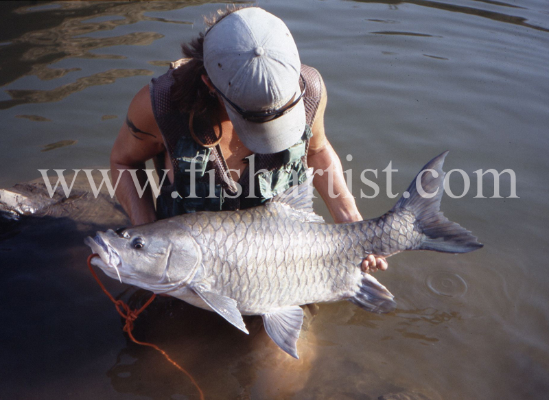 Silver Mahseer - India. - The Fish Trophy Room.