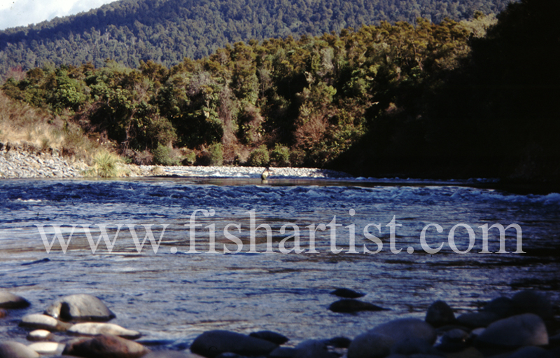 Cattle Rustlers Pool. - Trout of the Tongariro River.