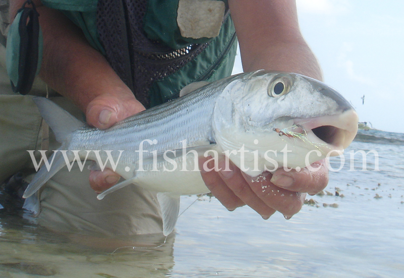 Bonefish Photo - Torpedo. - Bonefish & Tarpon.
