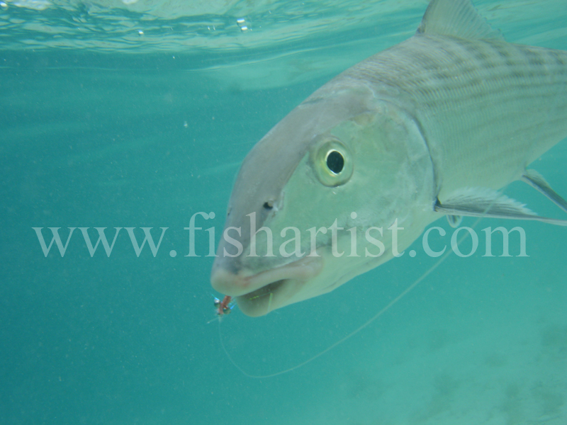 Bonefish Photo - Underwater bonefish and Fly. - Bonefish & Tarpon.