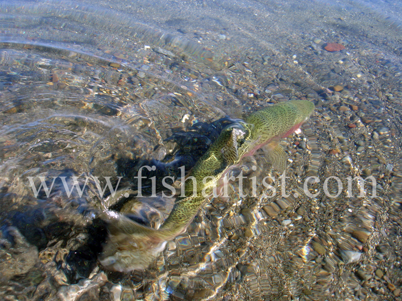 Trout Release. - Trout Fishing - Taupo New Zealand.