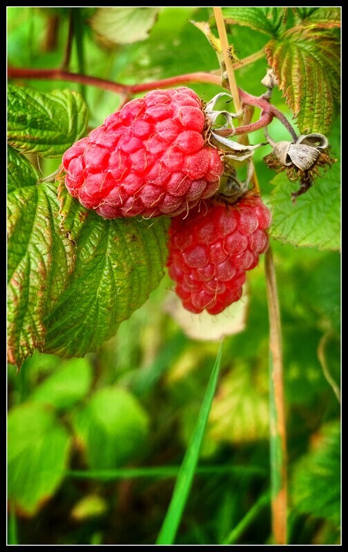  - The Allotment