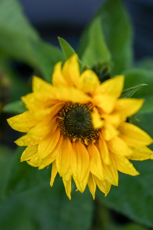  - The Allotment