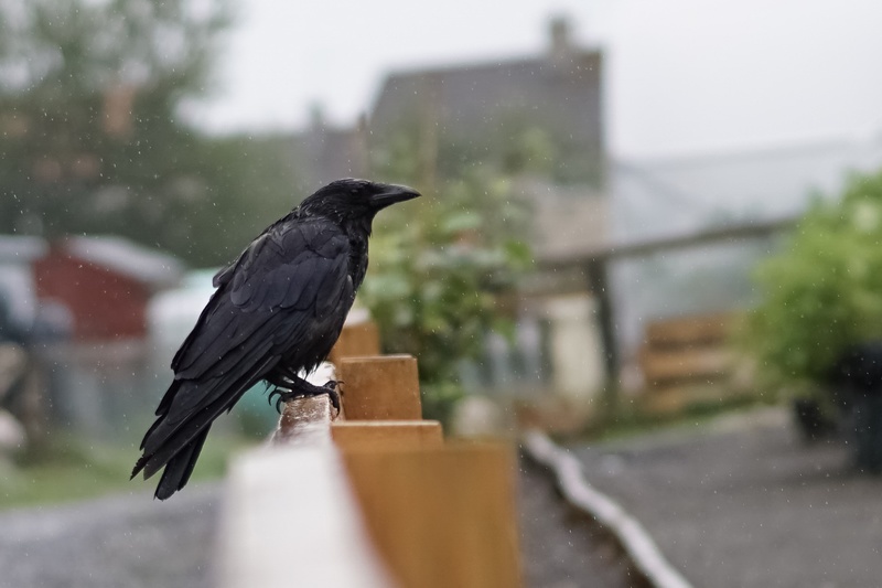  - The Allotment