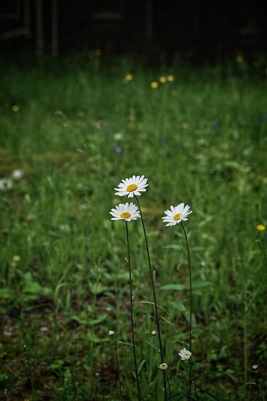  - Flora & Fauna