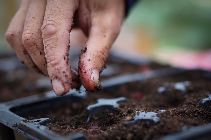 - The Allotment