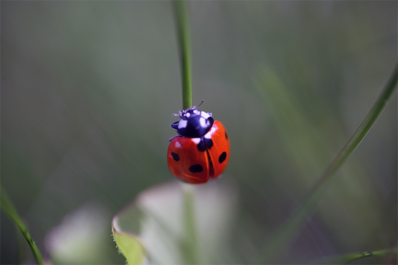  - Flora & Fauna
