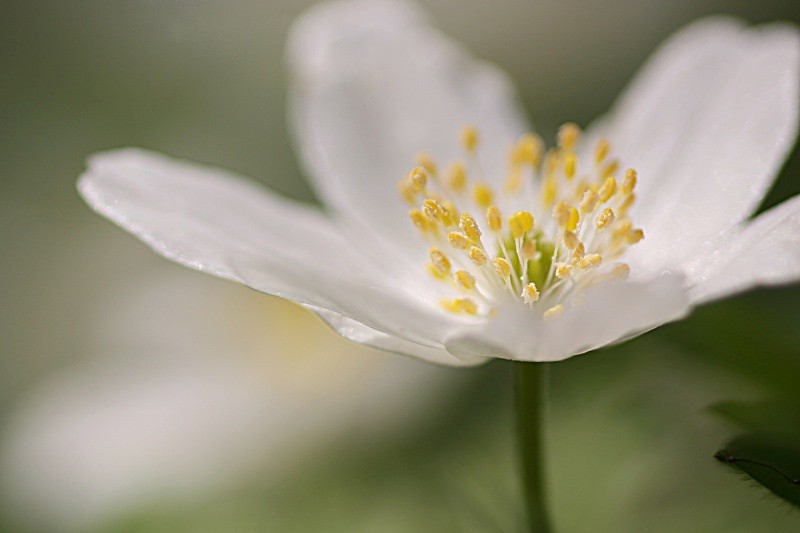  - Flora & Fauna