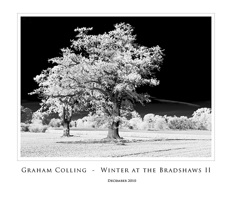 Winter at the Bradshaws  II - Nearer to Home