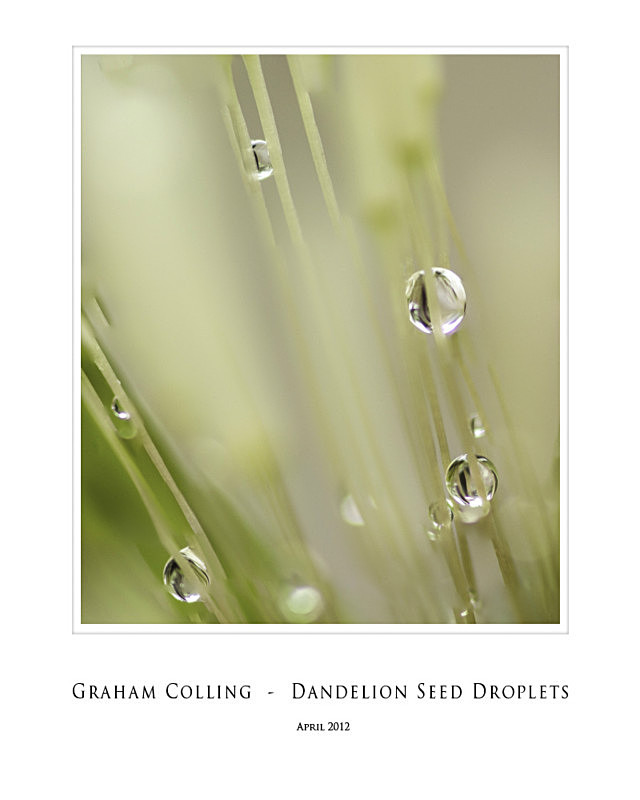 Dandelion Seed Droplets - On a smaller scale