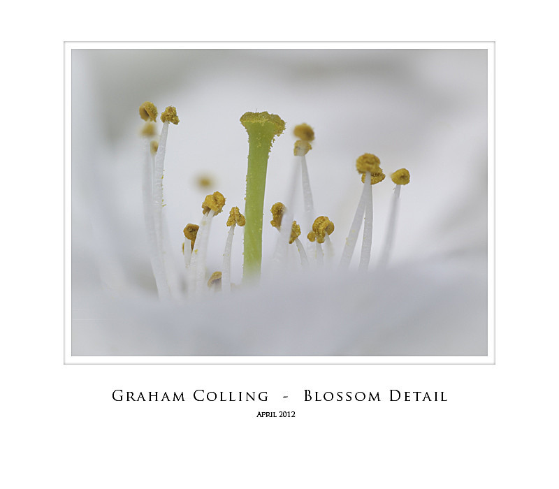 Blossom Detail - On a smaller scale