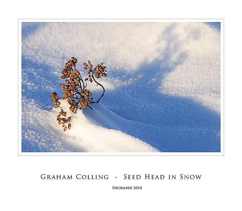 Seed Head in Snow - Nearer to Home